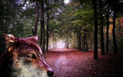 De wolf: deel 2